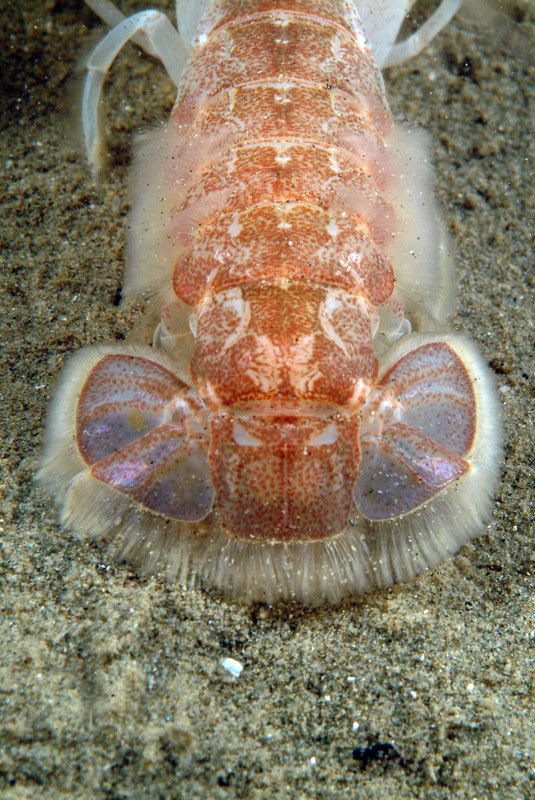 Upogebia tipica